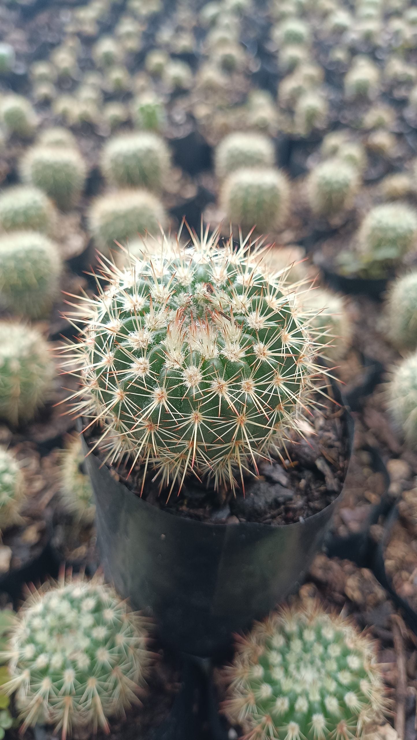 Mammillaria Yucatanensis Hybrid Cactus - Desert Elegance for Home, Office, and Garden - My Store
