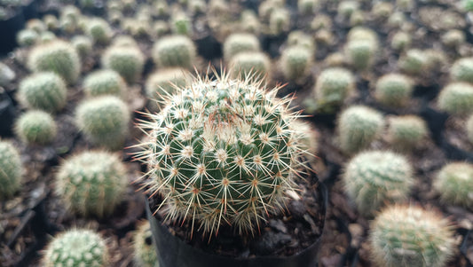 Mammillaria Yucatanensis Hybrid Cactus - Desert Elegance for Home, Office, and Garden - My Store