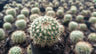 Mammillaria Yucatanensis Bare-Rooted Hybrid Cactus - Desert Elegance for Home, Office, and Garden