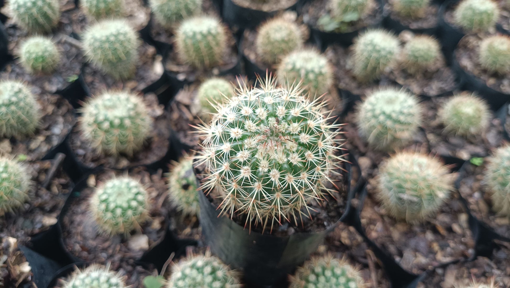Mammillaria Yucatanensis Hybrid Cactus - Desert Elegance for Home, Office, and Garden - My Store