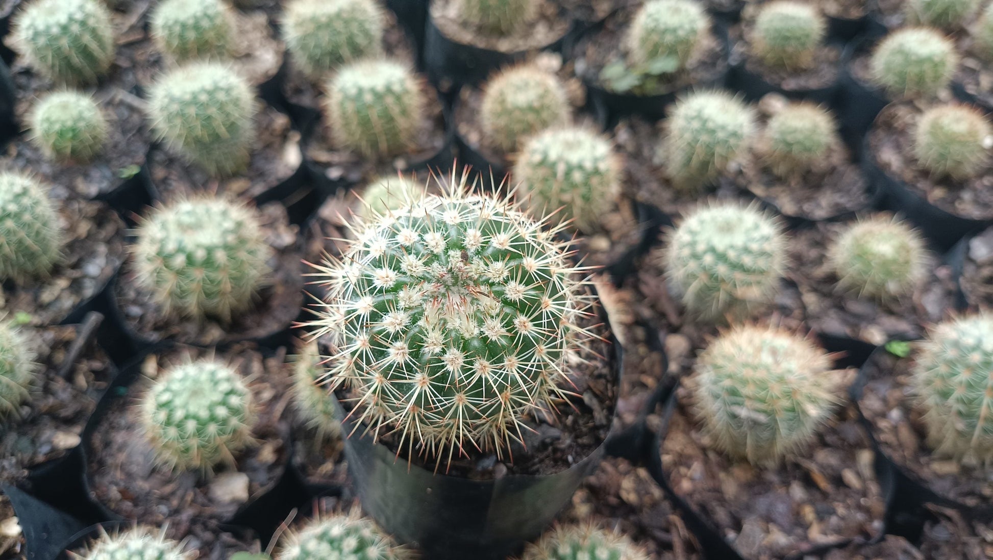 Mammillaria Yucatanensis Hybrid Cactus - Desert Elegance for Home, Office, and Garden - My Store