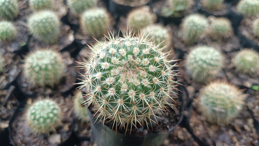 Mammillaria Yucatanensis Bare-Rooted Hybrid Cactus - Desert Elegance for Home, Office, and Garden