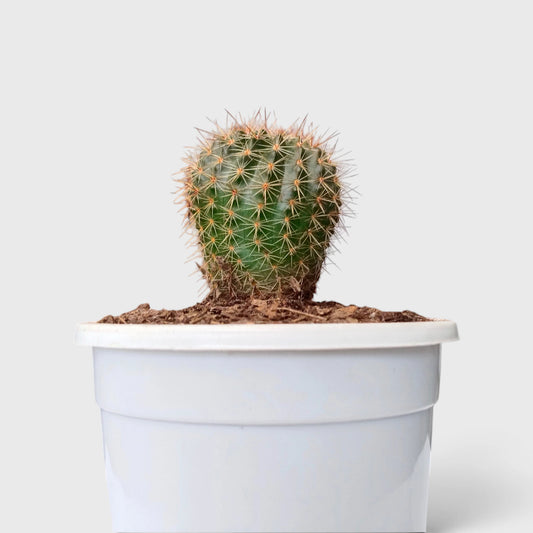 Mammillaria Yucatanensis Hybrid Cactus - Desert Elegance for Home, Office, and Garden