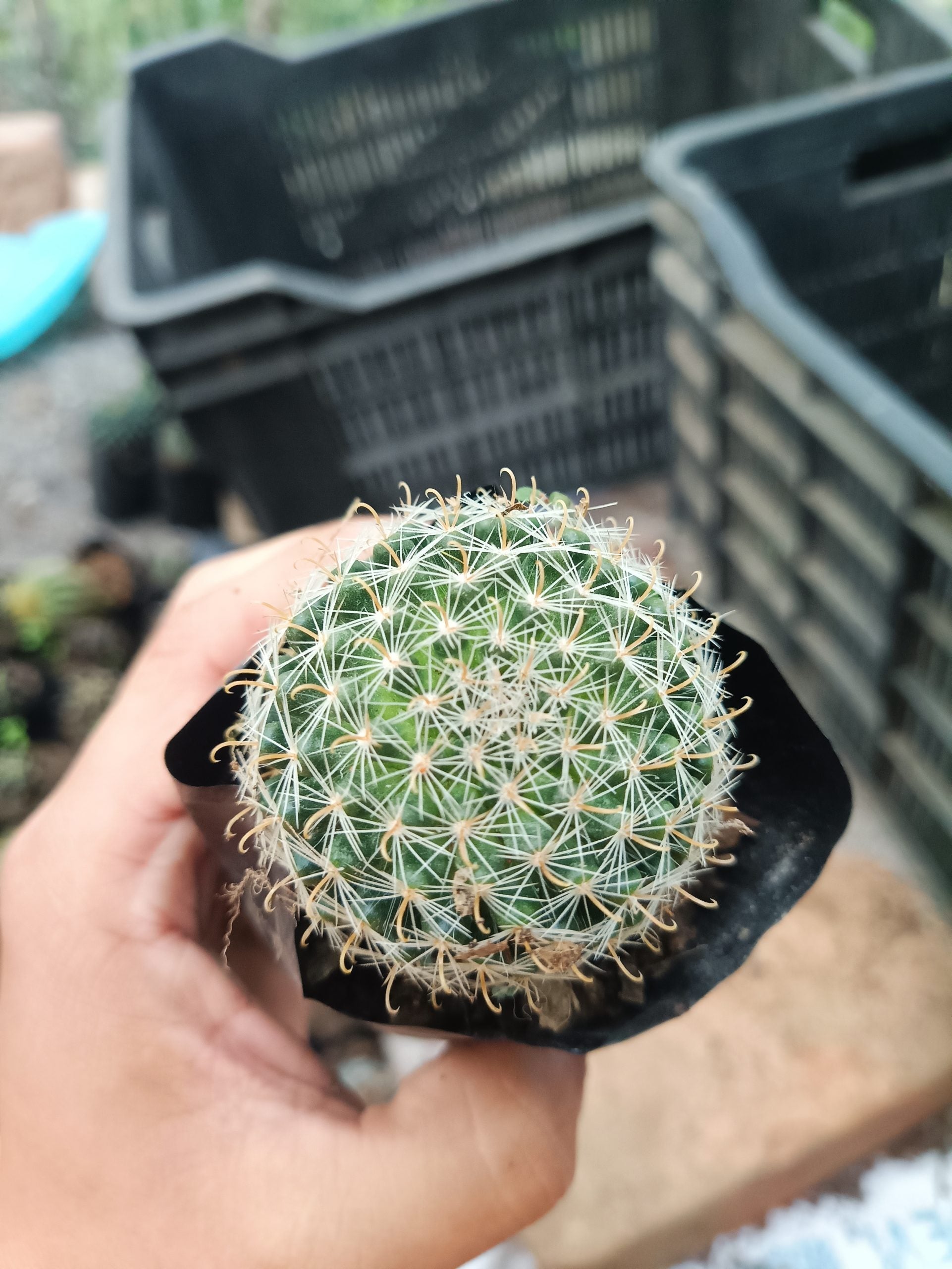 Mammillaria Zeilmanniana (Rose Pincushion Cactus) - Striking and Easy - to - Care - for Cactus - My Store