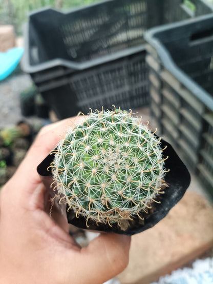 Mammillaria Zeilmanniana (Rose Pincushion Cactus) - Striking and Easy - to - Care - for Cactus - My Store