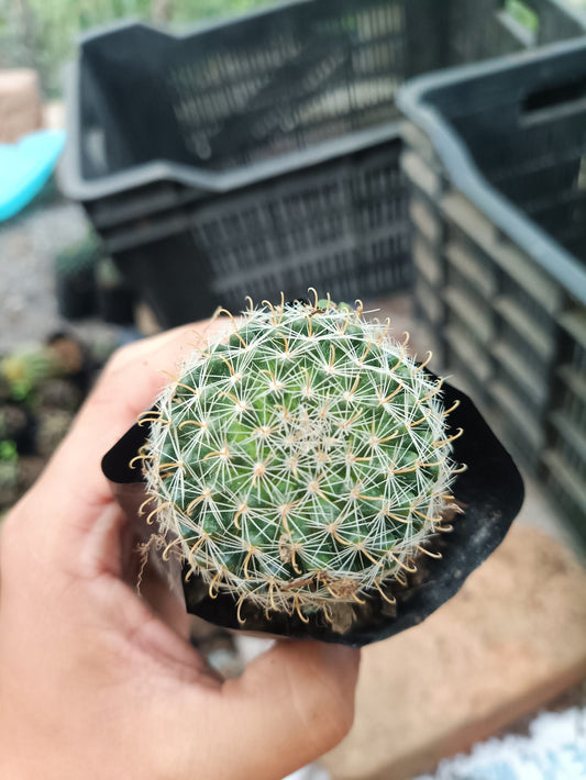 Mammillaria Zeilmanniana (Rose Pincushion Cactus) - Striking and Easy - to - Care - for Cactus - My Store