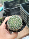 Mammillaria Zeilmanniana  (Rose Pincushion Cactus)  - Striking and Easy-to-Care-for Cactus – Bare-Rooted