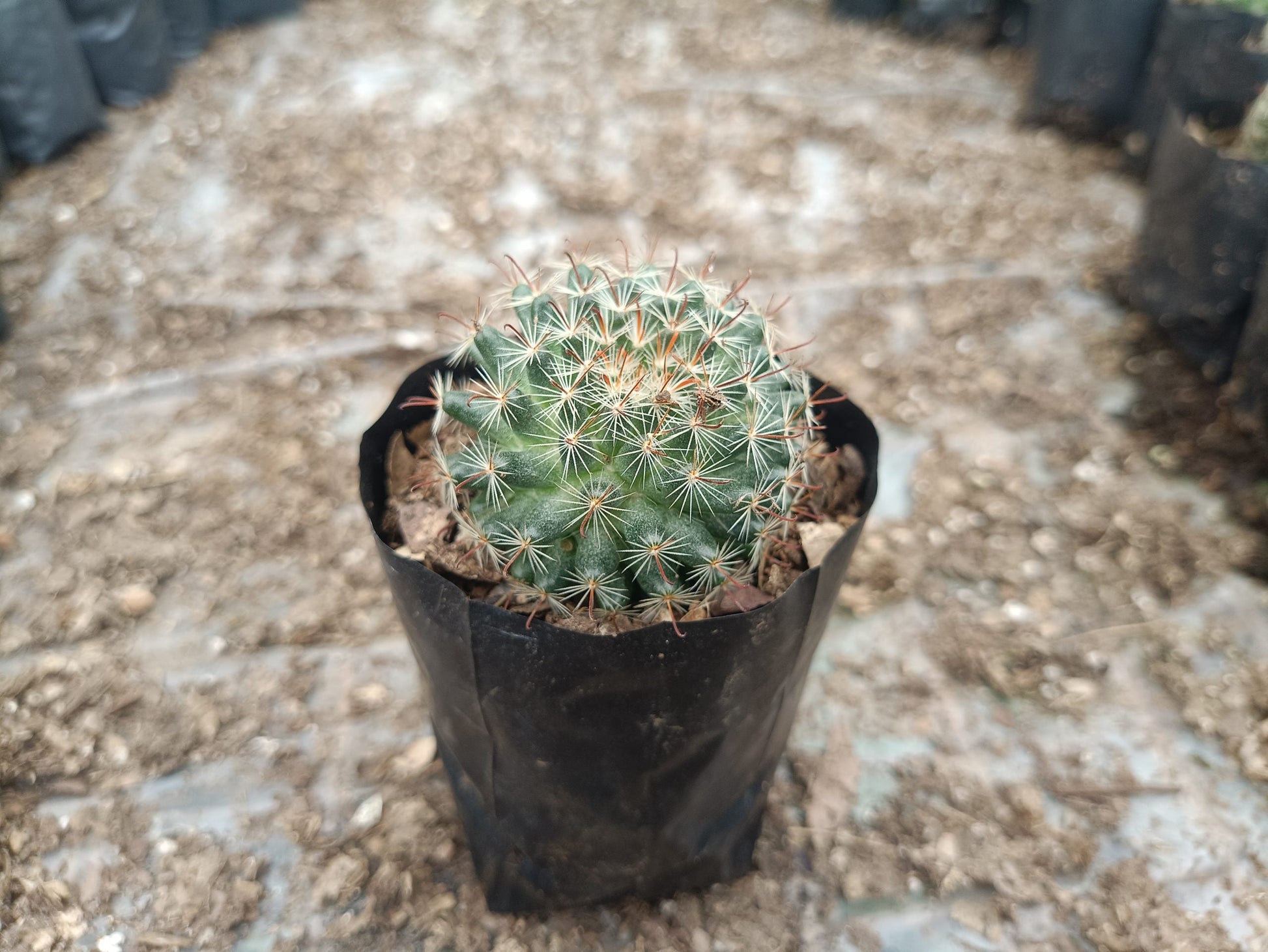 Mammillaria Zeilmanniana (Rose Pincushion Cactus) - Striking and Easy - to - Care - for Cactus - My Store