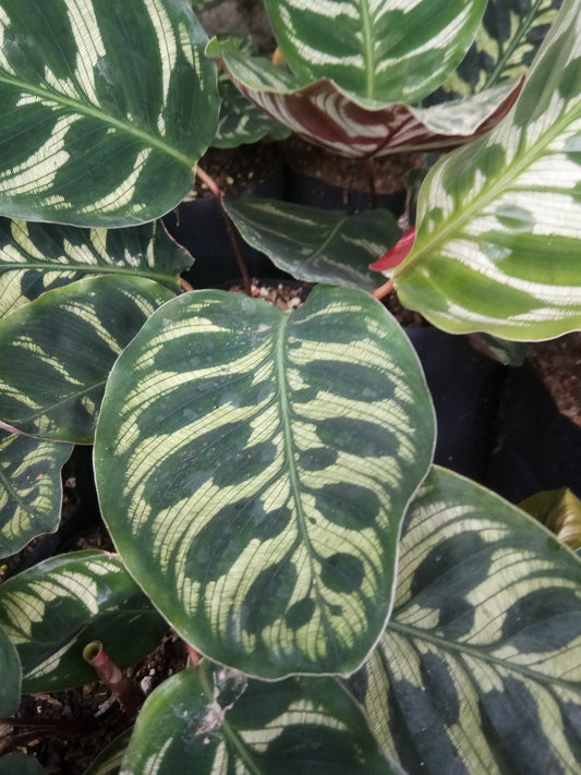 Maranta Peacock Plant: Buy Now At a Very Lowest Price at Frek! - My Store