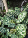 Peacock Bare-Rooted Plant – Calathea Makoyana (Cathedral Windows Plant) - Live Plant