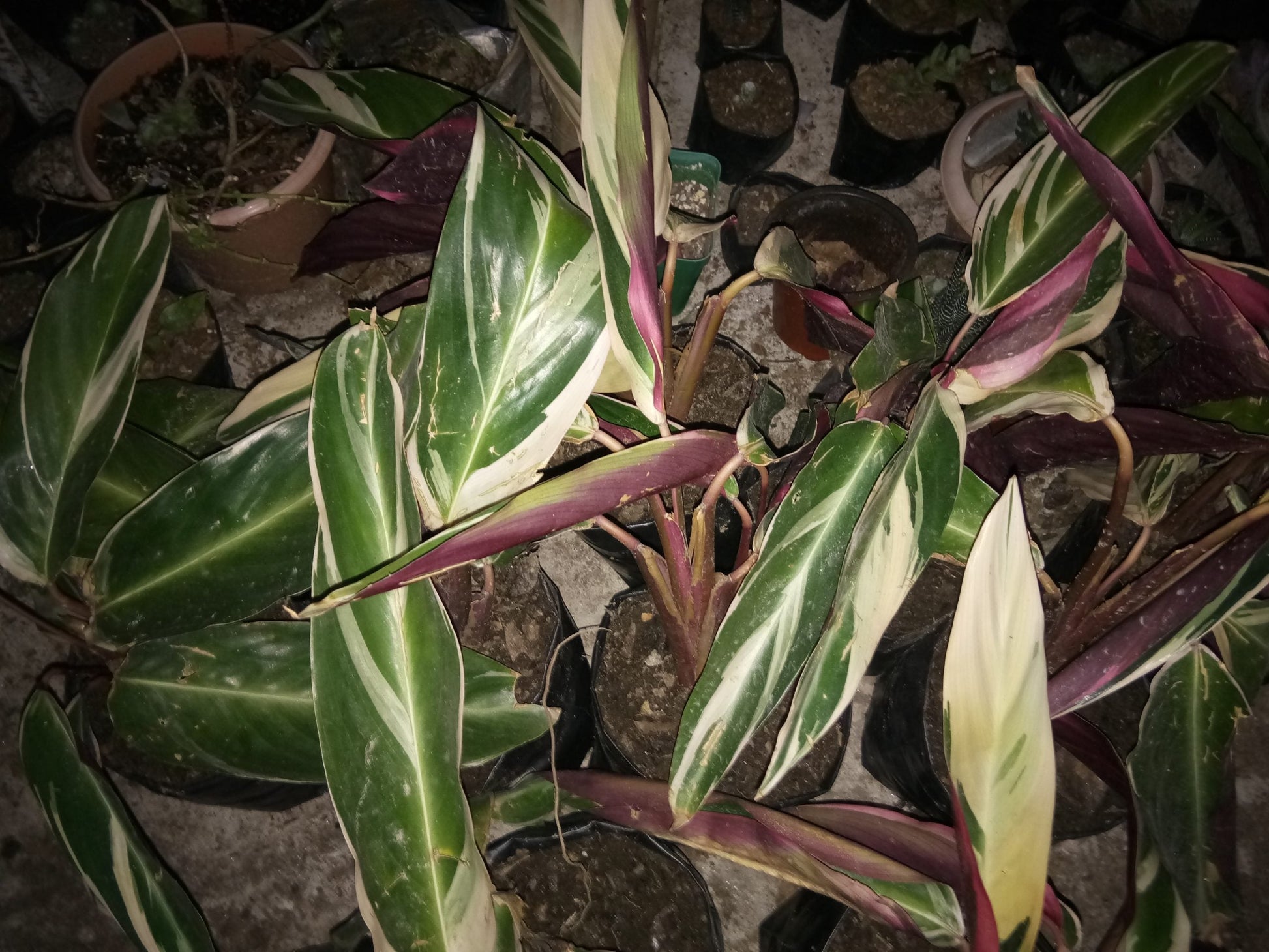 Maranta Plants Variegated: Available at Frek! - My Store