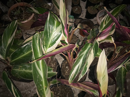 Maranta Plants Variegated: Available at Frek! - My Store