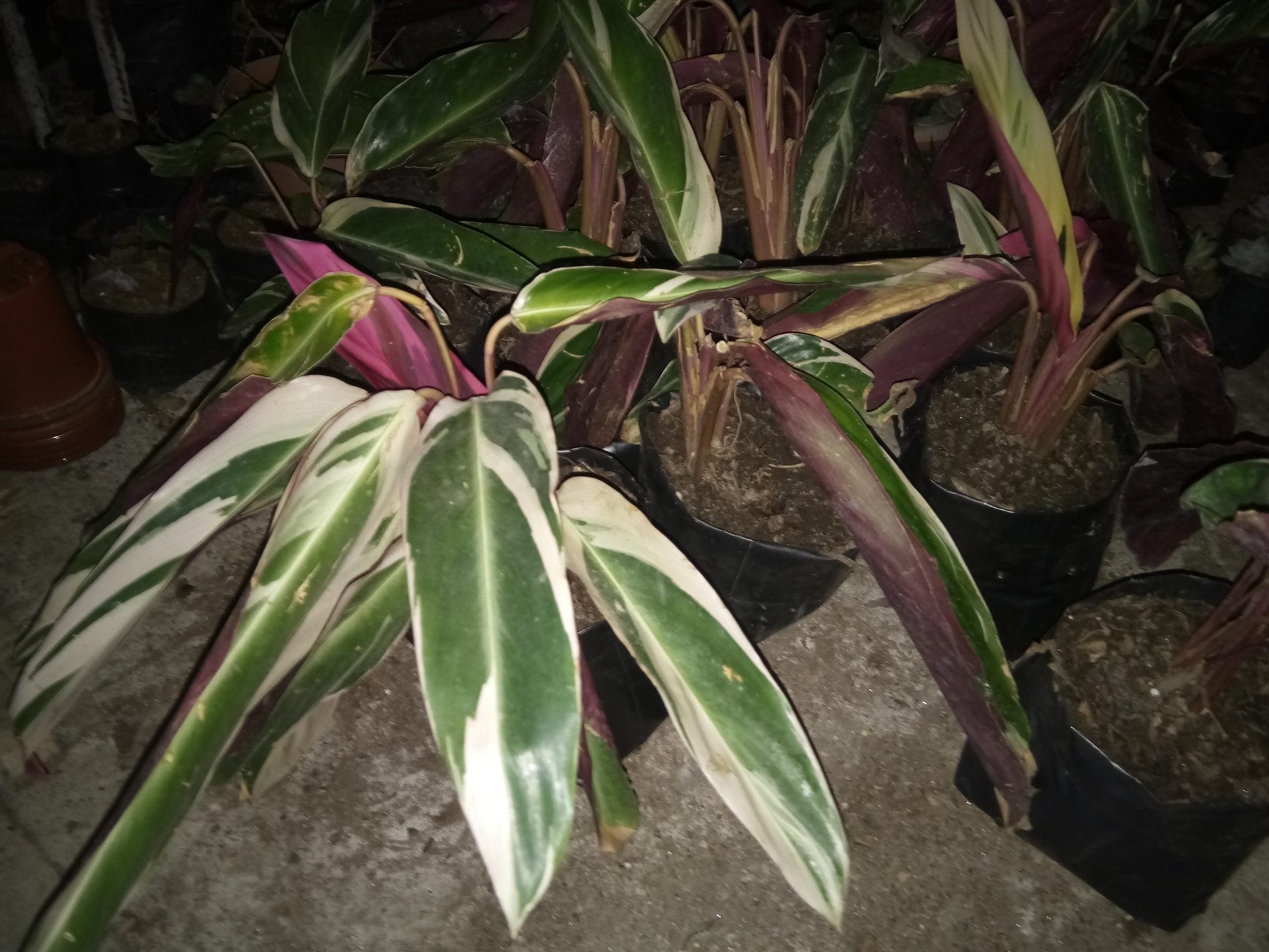 Maranta Plants Variegated: Available at Frek! - My Store