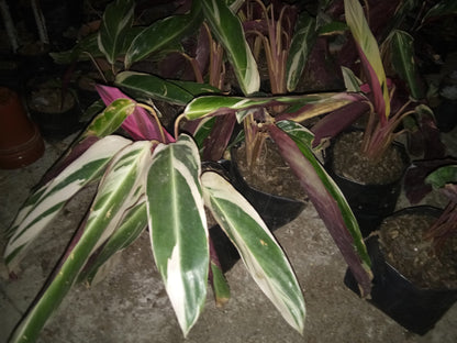 Maranta Plants Variegated: Available at Frek! - My Store