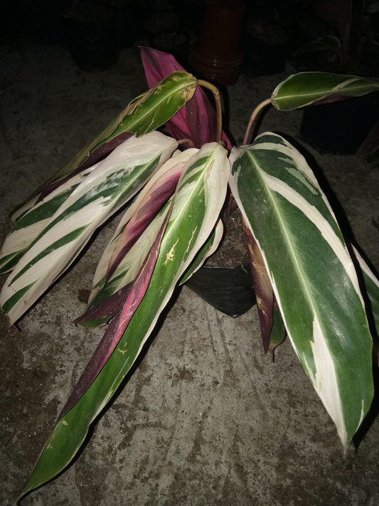 Maranta Plants Variegated: Available at Frek! - My Store