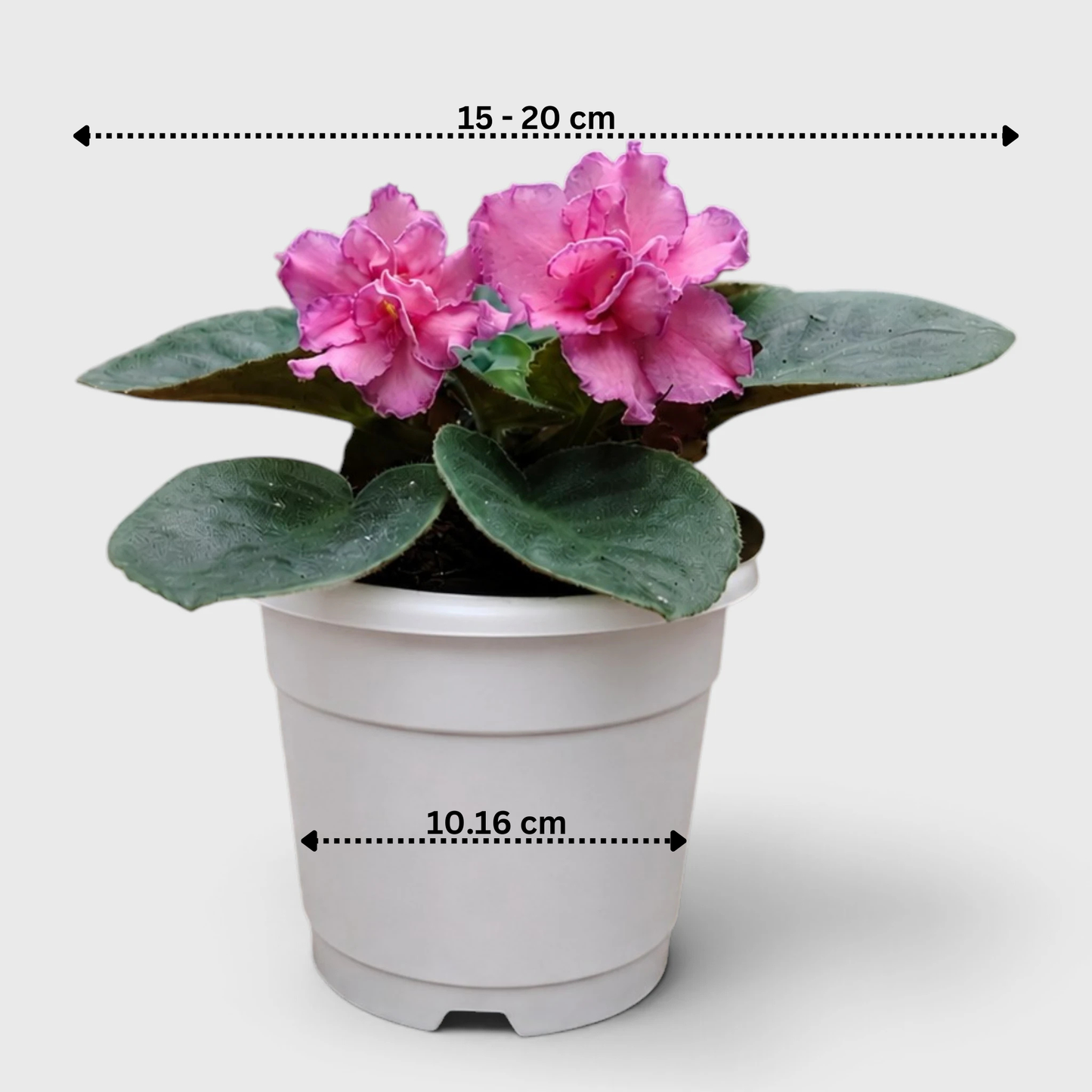 African Violet Pink Flower (Saintpaulia) – Mature Flowering Indoor Plant