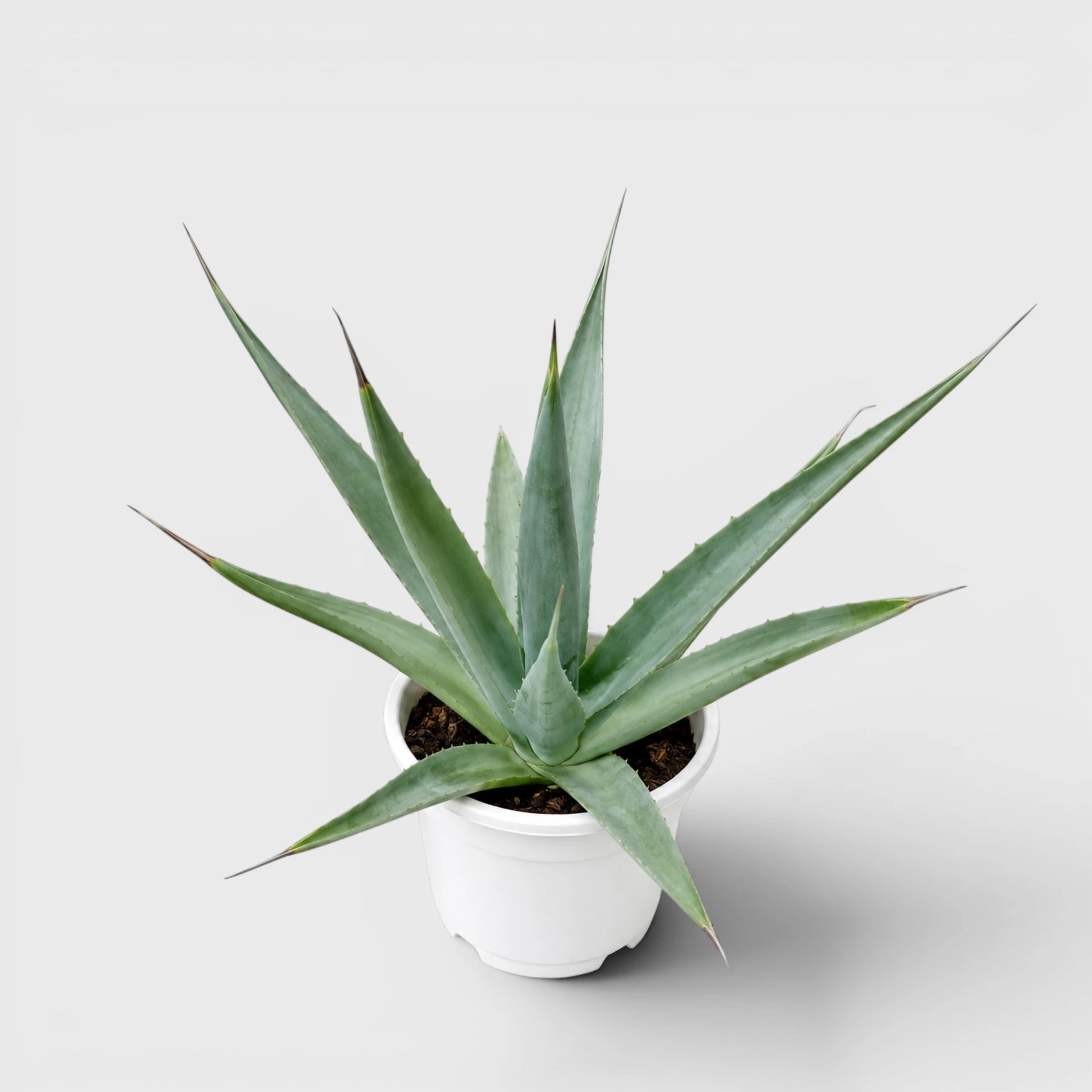 Rare Agave Purpusorum | Large Well Rooted Mature Succulent Plant