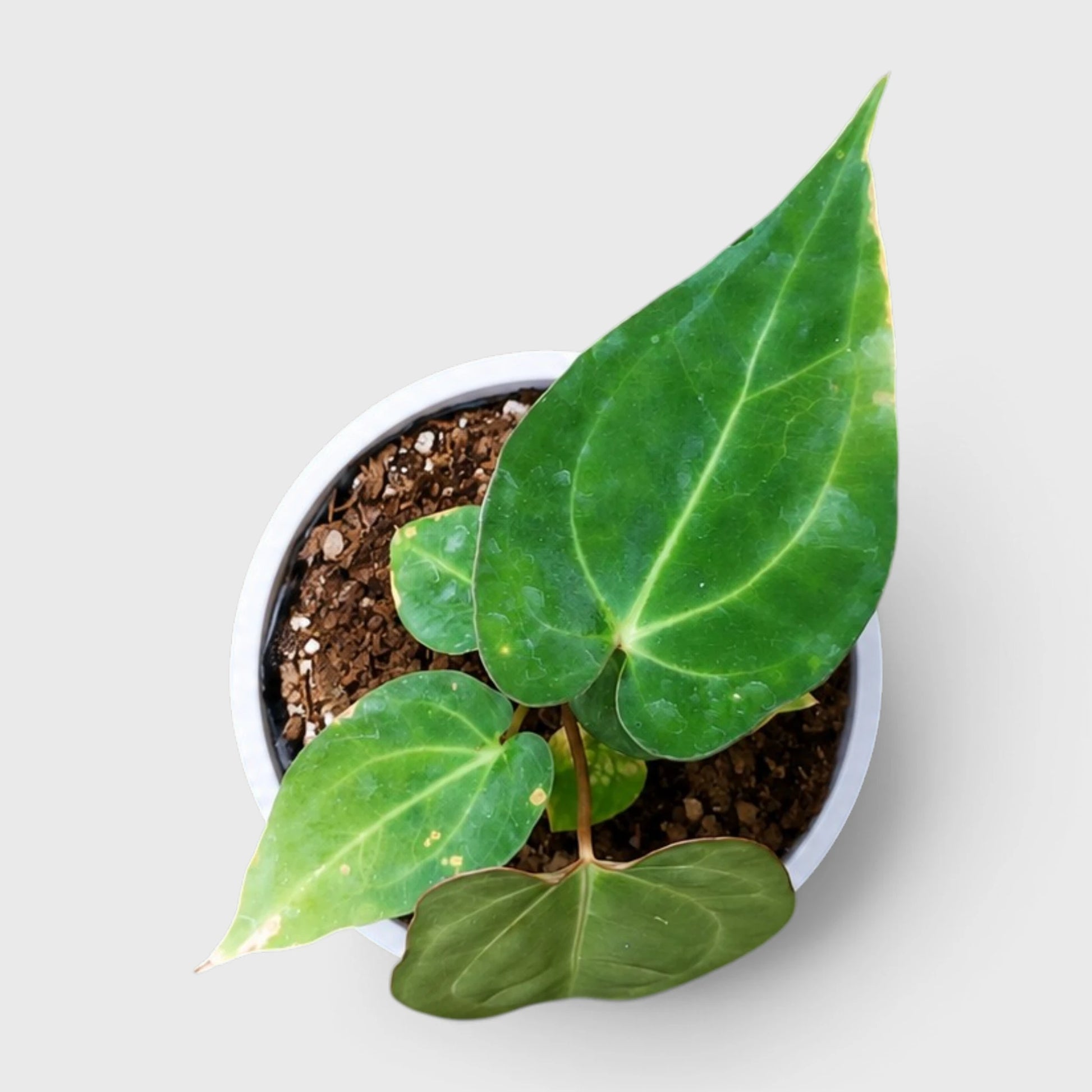 Anthurium papillilaminum 'Fort Sherman' – Mature Well-Rooted Seed-Grown Live Plant