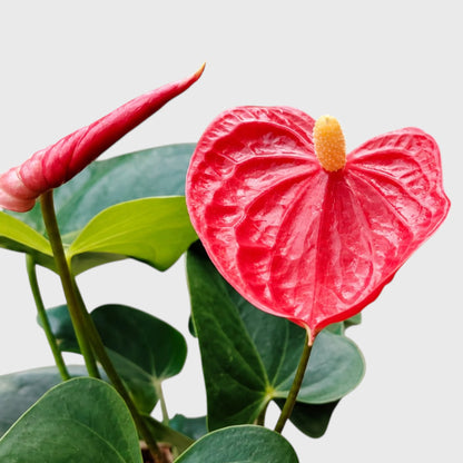 Anthurium Red Andraeanum Flamingo – Mature Flowering Indoor Plant