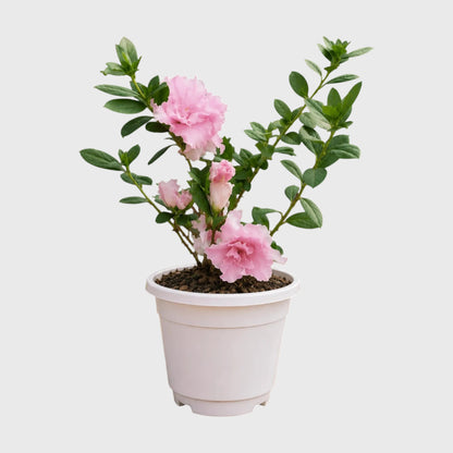 Azalea Light Pink | Well Rooted Mature Flowering Plant