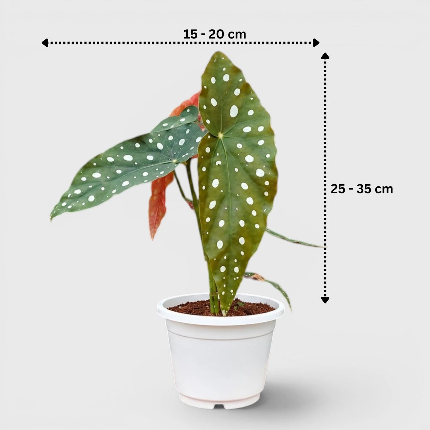 Begonia Maculata (Polka Dot Begonia) | Mature Indoor Plant