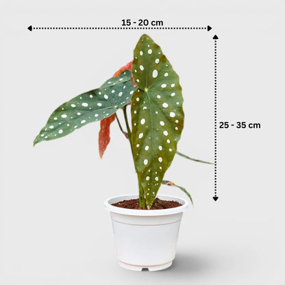 Begonia Maculata (Polka Dot Begonia) | Mature Indoor Plant