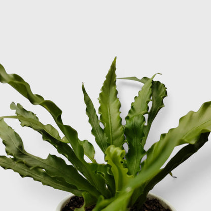 Bird's Nest Fern (Asplenium nidus) | Mature Indoor Air Purifying Fern