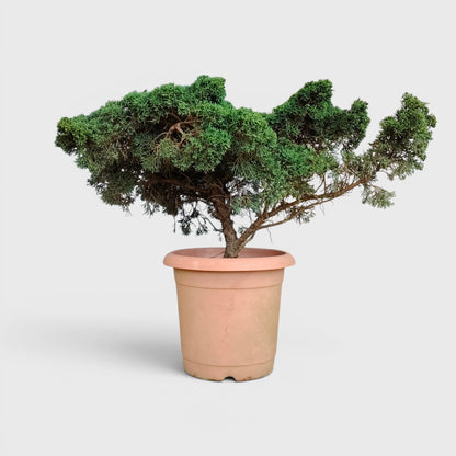 Chinese Pine Dwarf Big Size 6–7 Years Old – Bonsai Style Outdoor Vastu Plant