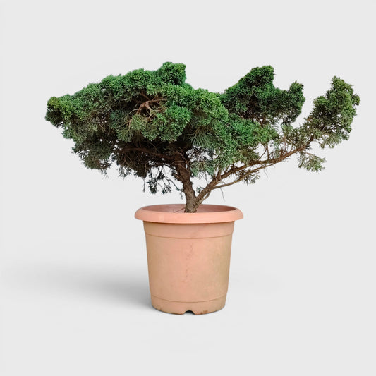 Chinese Pine Dwarf Big Size 6–7 Years Old – Bonsai Style Outdoor Vastu Plant