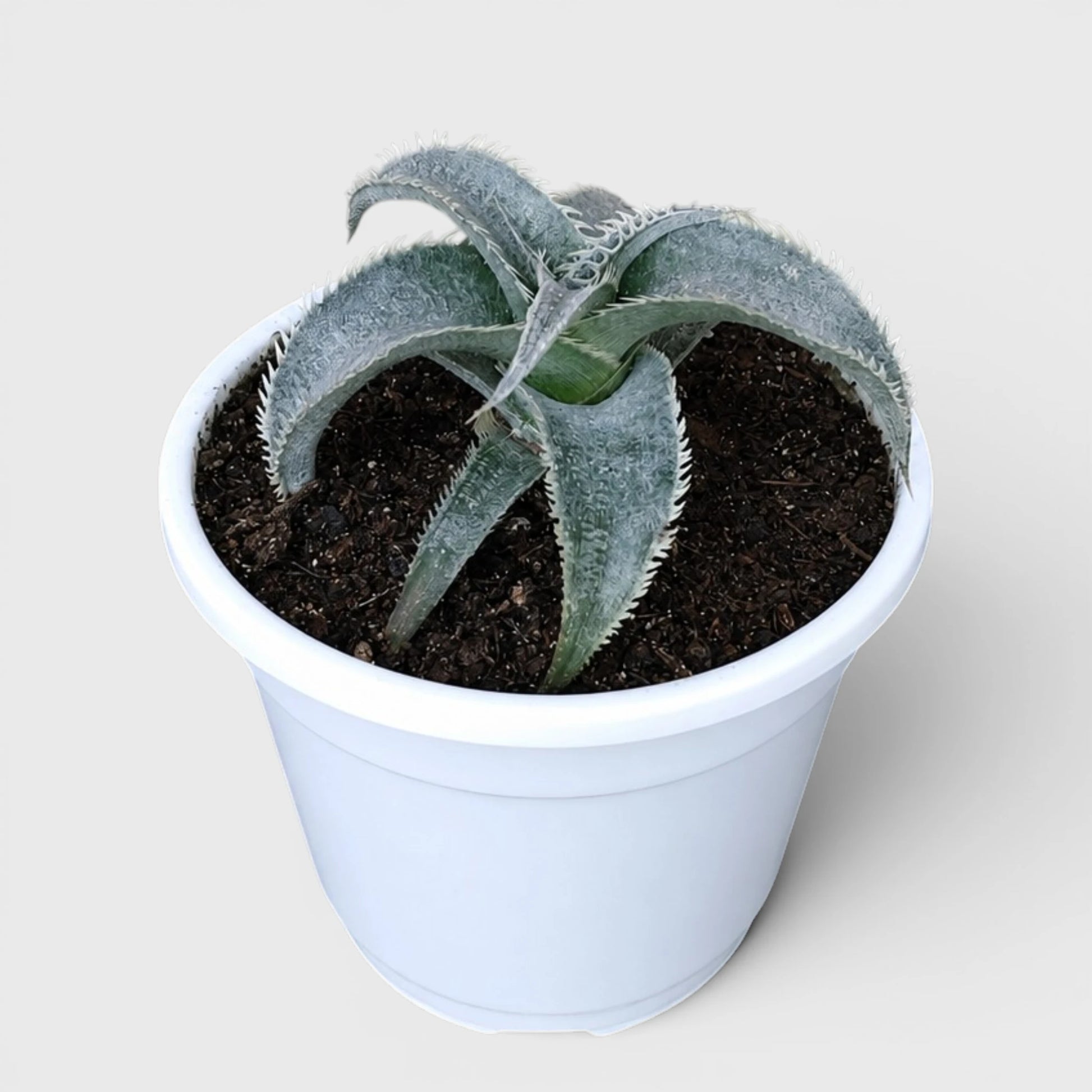 Dyckia marnier-lapostollei | Rare Silver Dyckia Bromeliad