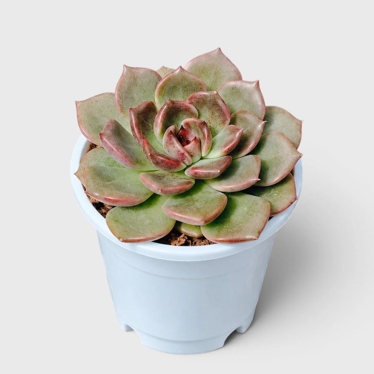 5 Echeveria Succulent Plants Collection – Colourful, Well-Rooted Rosettes