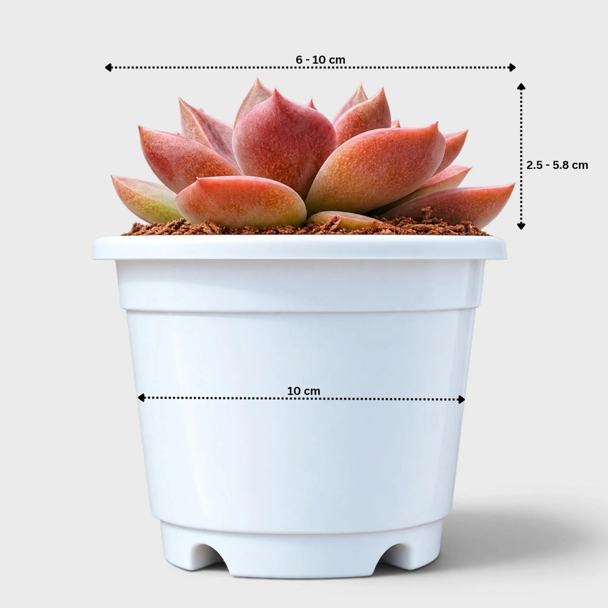 5 Echeveria Succulent Plants Collection – Colourful, Well-Rooted Rosettes