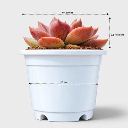 5 Echeveria Succulent Plants Collection – Colourful, Well-Rooted Rosettes