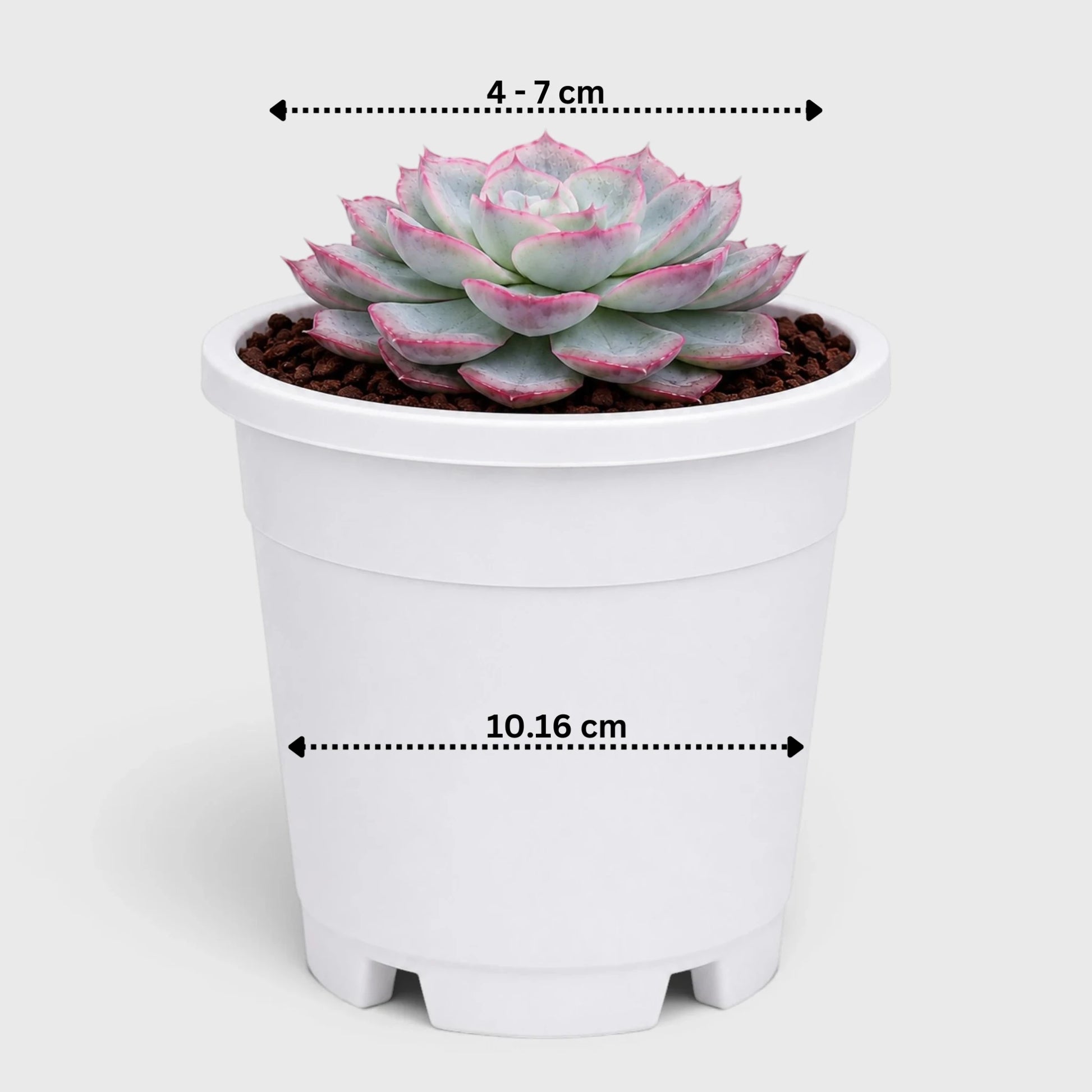 Hybrid Echeveria Orient | Mature Well Rooted Live Succulent