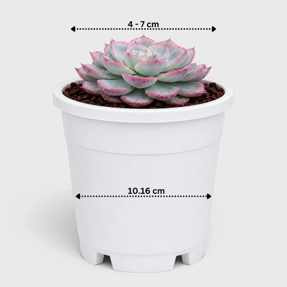 Hybrid Echeveria Orient | Mature Well Rooted Live Succulent