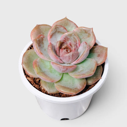 5 Echeveria Succulent Plants Collection – Colourful, Well-Rooted Rosettes