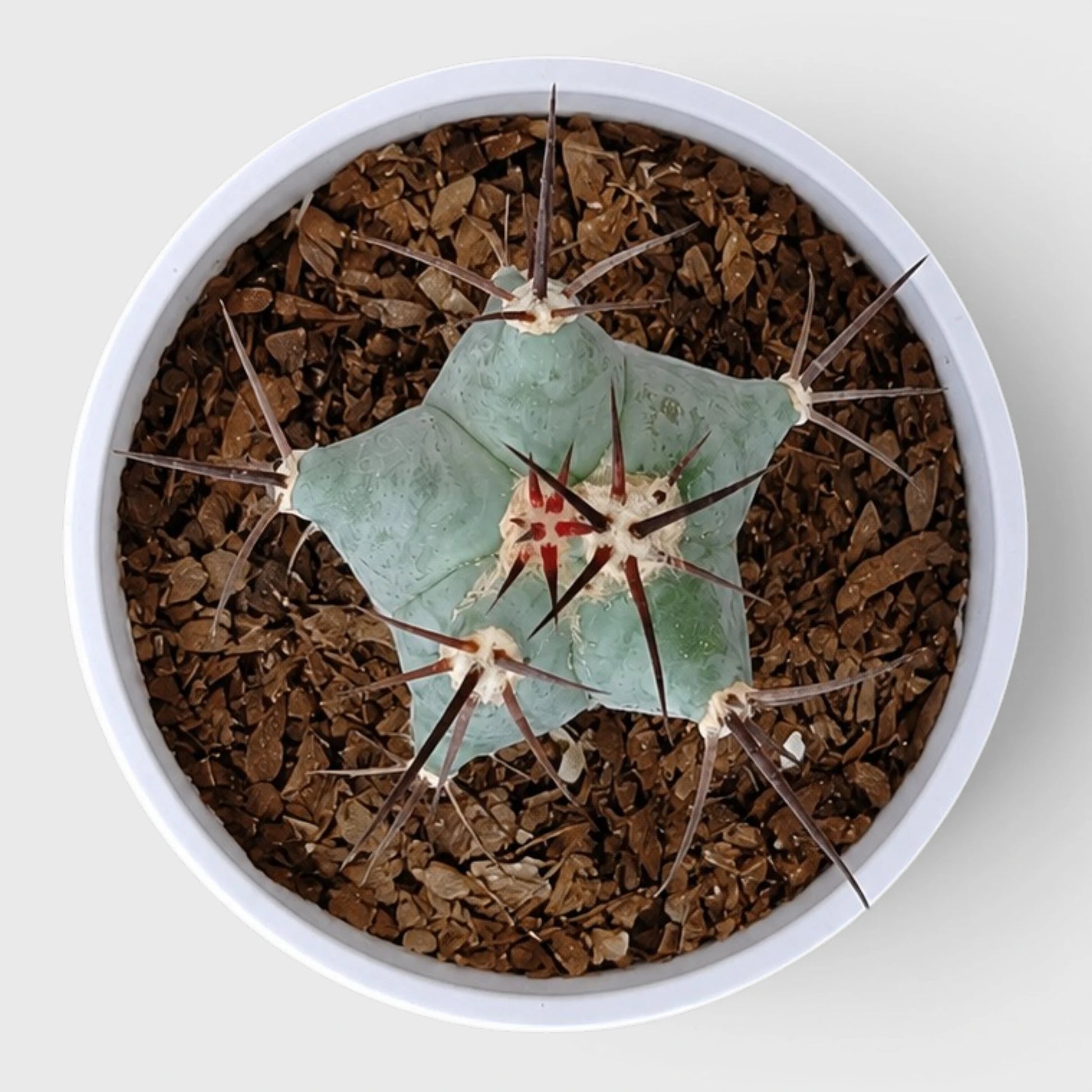 Echinocactus Platyacanthus | Rare Barrel Cactus