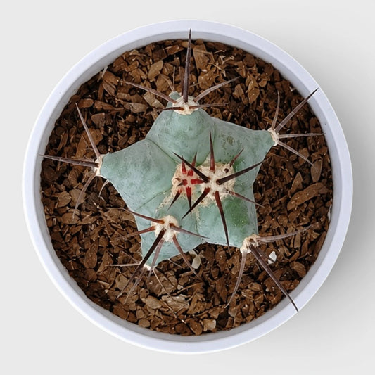 Echinocactus Platyacanthus | Rare Barrel Cactus
