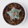 Echinocactus Platyacanthus | Rare Barrel Cactus