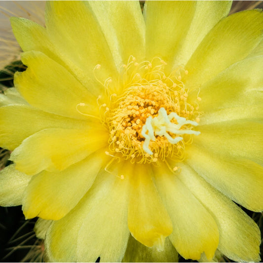 Parodia Leninghausii | Mature Flowering Golden Cactus