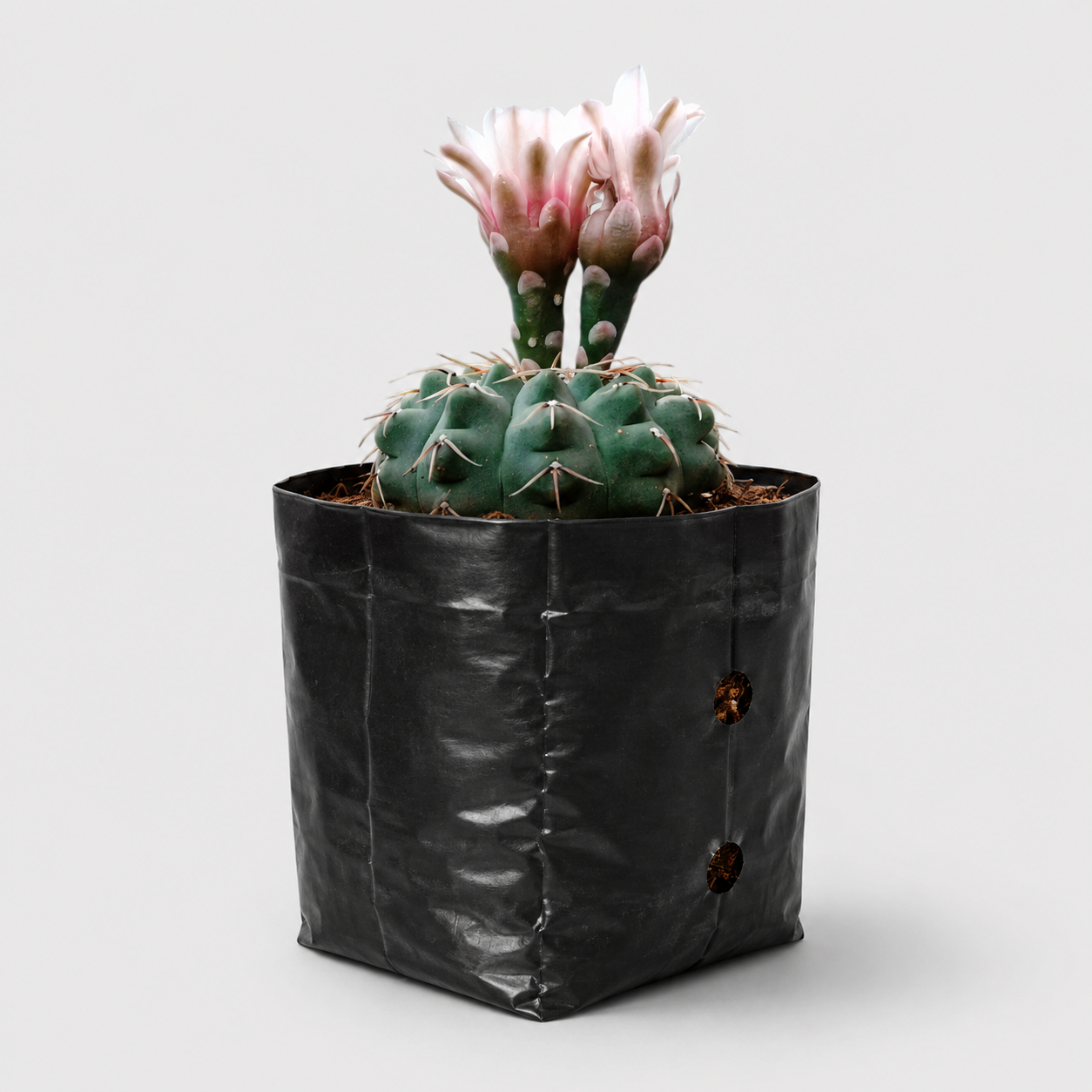Rare Gymnocalycium Quehlianum Hybrid | Well Rooted Mature Flowering Cactus