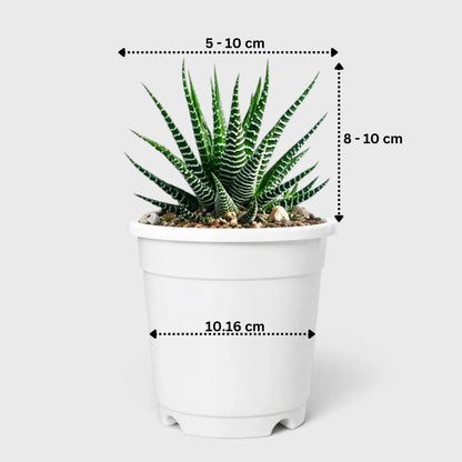 Mature Well Rooted Haworthia Zebra