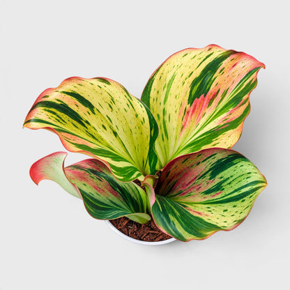 Variegated Peacock Ginger (Kaempferia) – Ornamental Foliage Plant with Pot