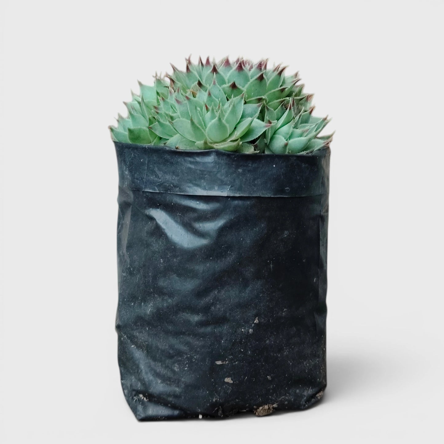Lakshmi Kamal Sempervivum Tectorum Red Tipped with Pups | Mature Vastu Plant