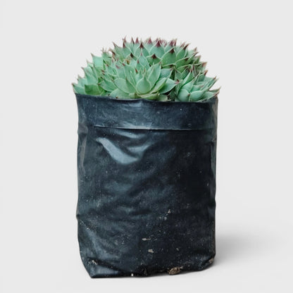 Lakshmi Kamal Sempervivum Tectorum Red Tipped with Pups | Mature Vastu Plant