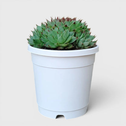 Lakshmi Kamal Sempervivum Tectorum Red Tipped with Pups | Mature Vastu Plant