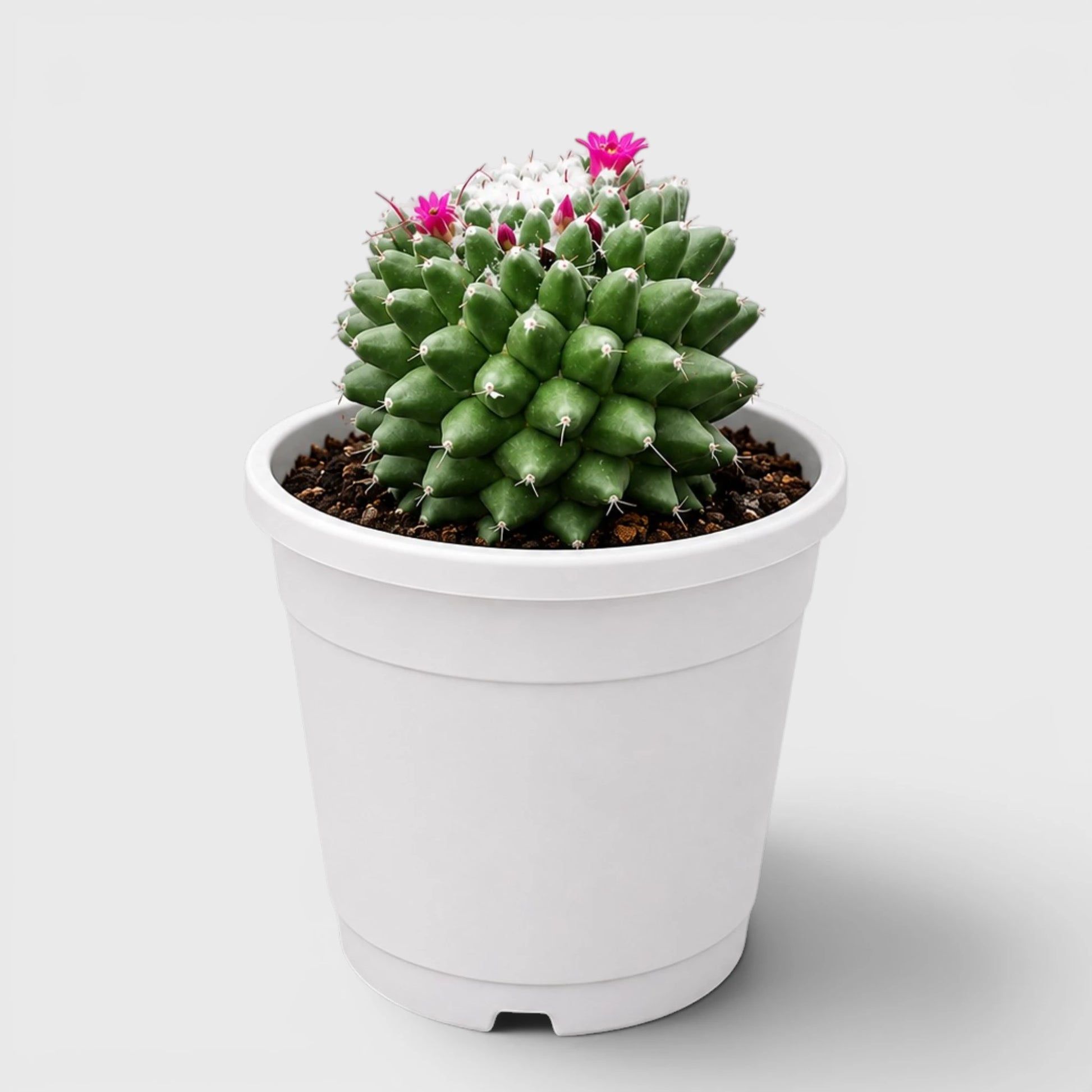 Mature Mammillaria Polythele live cactus