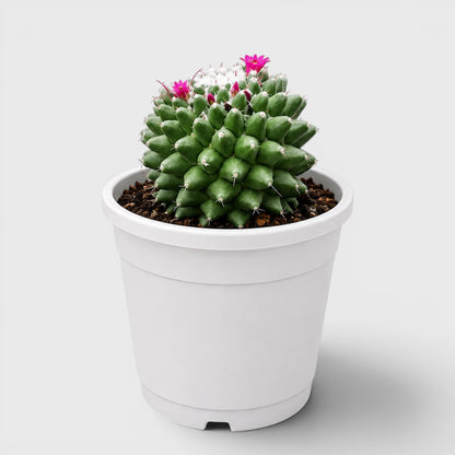 Mature Mammillaria Polythele live cactus