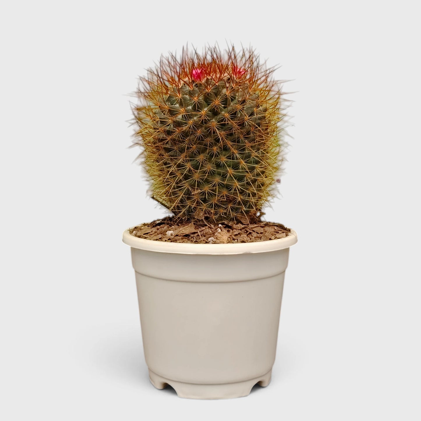 5 Different Flowering Cactus Combo | Mature Well-Rooted Cactus Collection