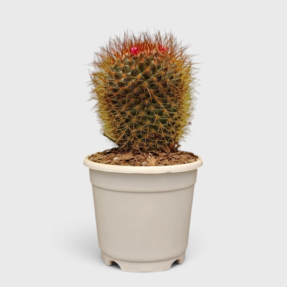 5 Different Flowering Cactus Combo | Mature Well-Rooted Cactus Collection